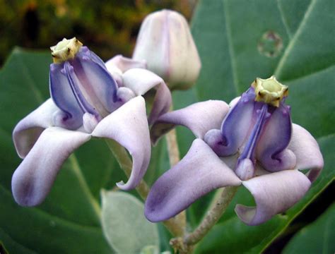 Rare Crown Flower Milkweed Calotropis gigantea - 8 Seeds