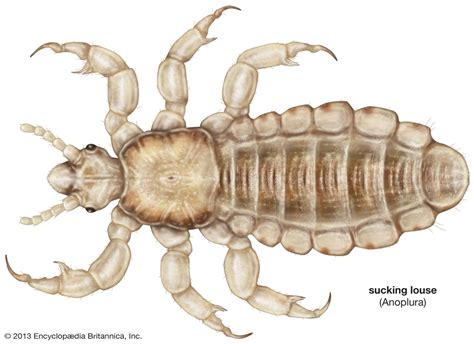 Louse | Description, Features, Life Cycle, Species, & Classification | Britannica