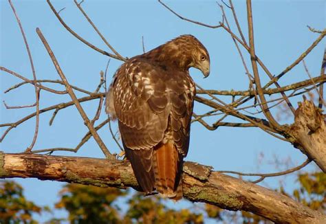 Red-Tailed Hawk - Size | Facts | Diet | Habitat | Call | Sound - Bird Baron