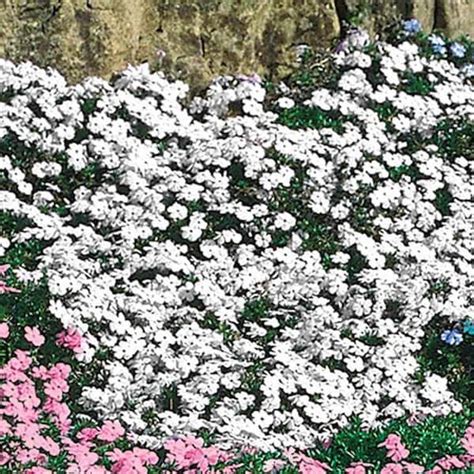 Spring Hill Nurseries White Flowering Creeping Phlox, Live Bareroot Plant, Groundcover Perennial ...