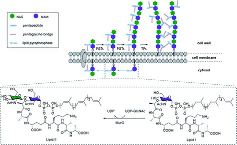 Synthetic biohybrid peptidoglycan oligomers enable pan-bacteria-specific labeling and imaging ...