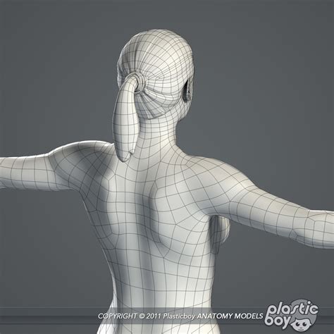 3d essential female anatomy model