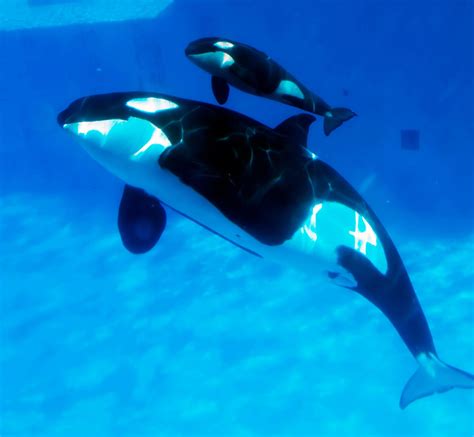 30 Majestic Killer Whale Pictures and Free HD Wallpapers