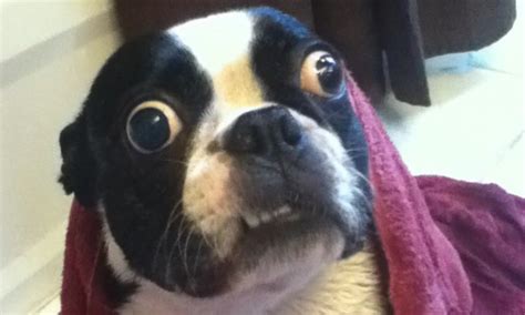 This pup's sure got peepers! Meet Bruschi, the dog with the largest eyes in the world | Daily ...