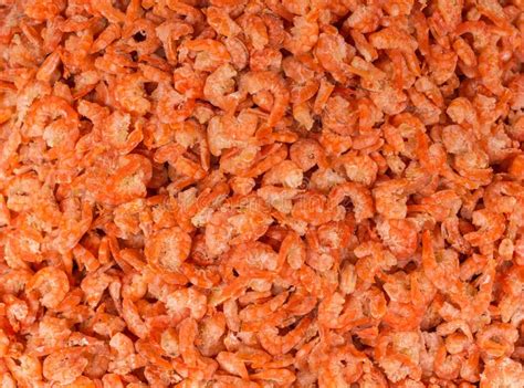 Dry Shrimp stock photo. Image of shrimps, farming, food - 48877960