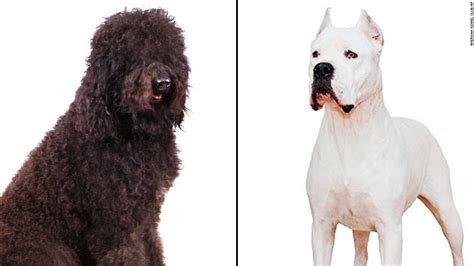 New dog breeds recognized by American Kennel Club are the barbet and ...