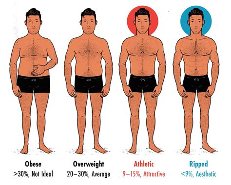 Average Male Body Type