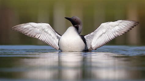 Arctic Loon | Audubon Field Guide