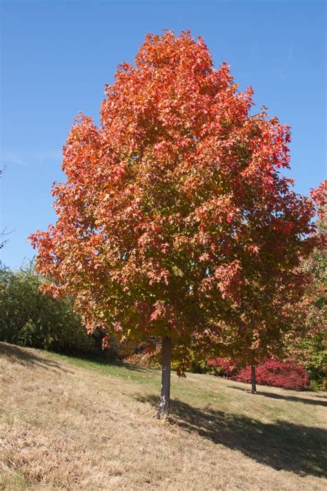 Maple, Sugar Fall Fiesta - TheTreeFarm.com