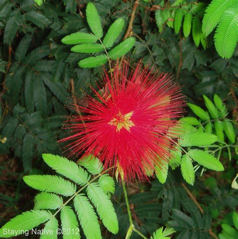 Flowers like this are very common in the Atlantic Forest in Southeast Brazil. | Flowers, Plants ...