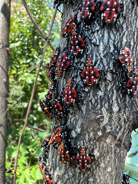 Spotted Lanternfly Now in Northern and Southern Indiana