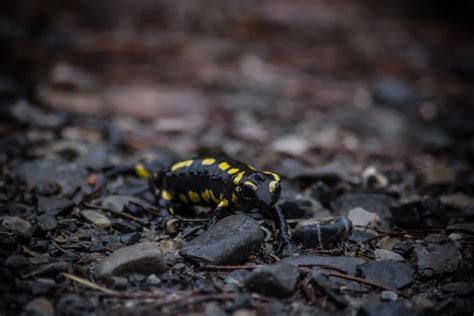 Fun Spotted Salamander Facts For Kids | Kidadl