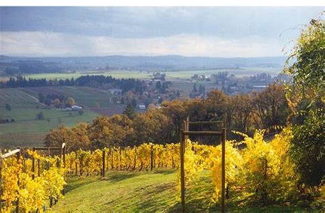 Wine Fauve Estate Vineyard | Amity, Oregon