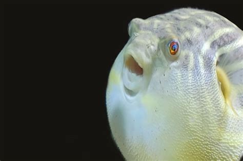 Fahaka Puffer Care Manual: Nurturing The Fierce Pufferfish At Home | atelier-yuwa.ciao.jp