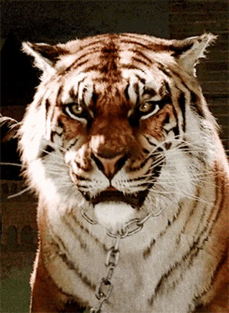 Tiger Grrr GIF - Tiger Grrr Growl - Discover & Share GIFs