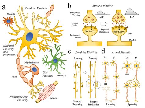 Changes in cellular structures related to neuroplasticity. (2a)... | Download Scientific Diagram