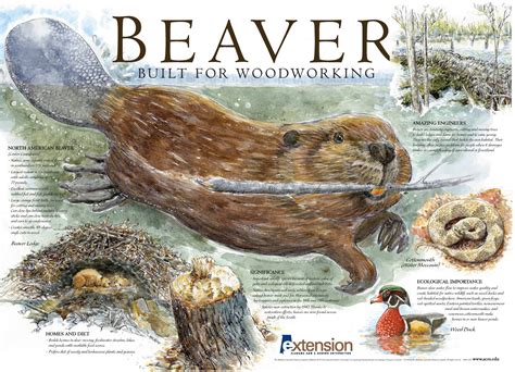 Beaver Built for Working - Alabama Cooperative Extension System