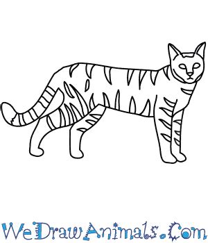 Realistic Wildcat Drawing