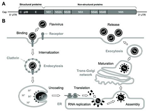 Genome structure and replication cycle of flavivirus. (A) Flavivirus ...