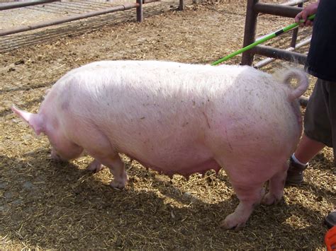 Utah Show Pigs: PureBred Replacement Gilts soon for sale