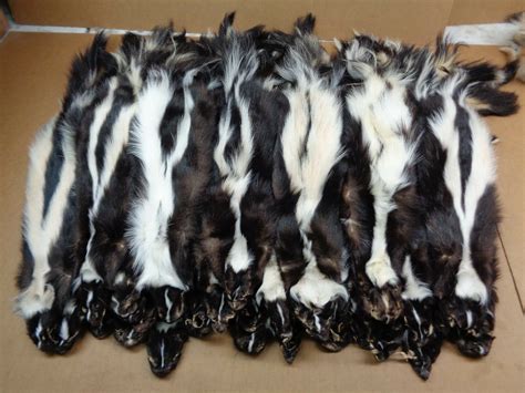 Real XL Tanned Skunk Hide Fur Pelt Face Tail Winter Prime Coat | Etsy