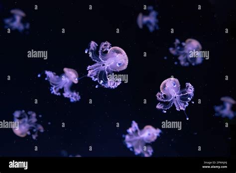 Group of fluorescent jellyfish swimming underwater aquarium pool. The ...