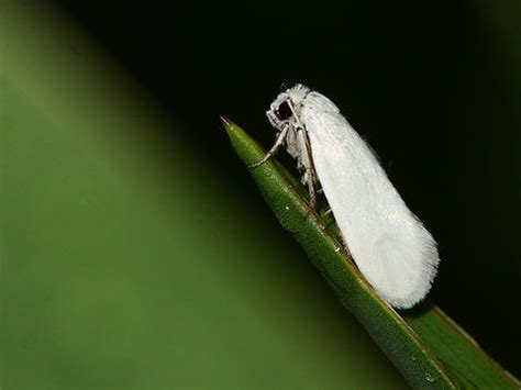 Yucca Moth Tegeticula yuccasella (Riley, 1872) | Butterflies and Moths of North America