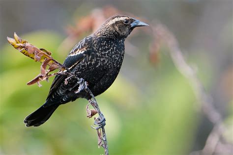 Juvenile male red-winged blackbird | BirdForum