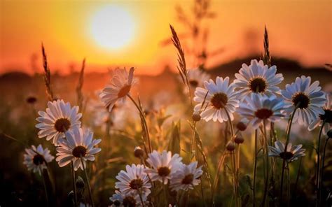 fondo wallpaper computadora margaritas atardecer Photography Logo Maker, Beautiful Flowers ...