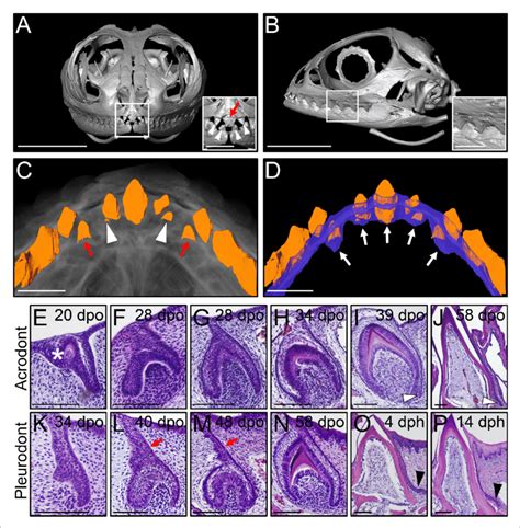 Different types of bearded dragon teeth develop through morphologically ...