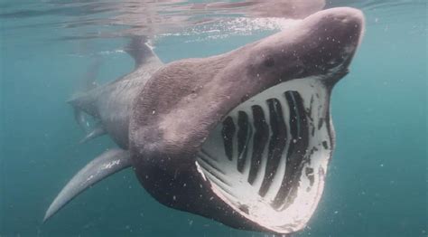 Hundreds of basking sharks off US coast baffle experts