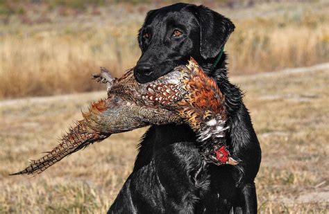 The Best Breeds for First Time Bird Dog Owners - Gun Dog