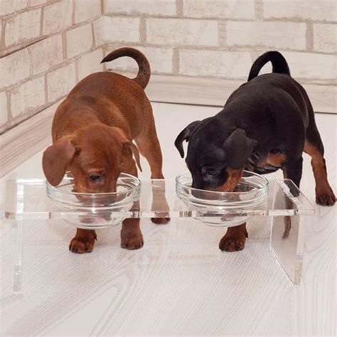 What Are The 15 Best Food Bowls For Dachshunds? – Sweet Dachshunds