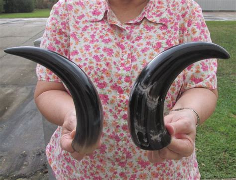 Polished Water Buffalo Horns from India 8 to 12