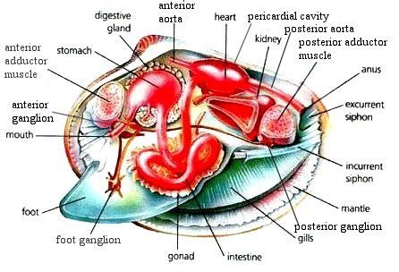 Mollusks Anatomy