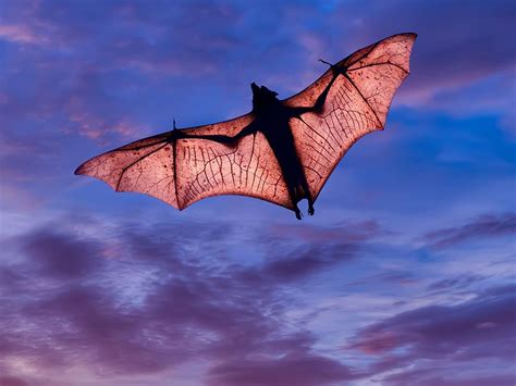 Are Bats Really Blind? | Britannica