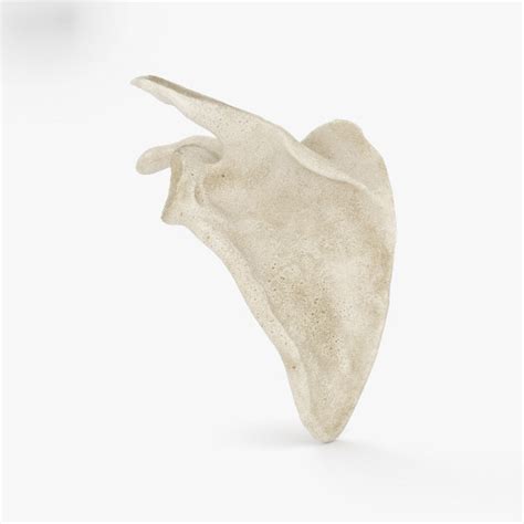 3D model scapula sc - TurboSquid 1420393