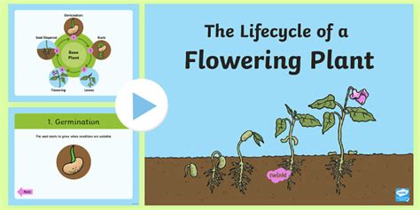 Life Cycle of a Plant | KS1 PowerPoint | Science Resource