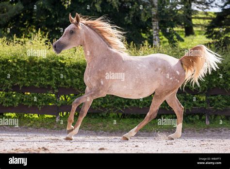 Arabian Horse. Juvenile red-roan mare galloping in a paddock. Austria ...