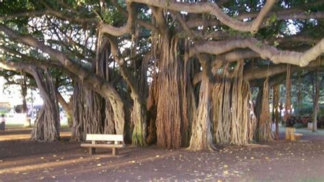 The history of the banyan tree in Hawaii - good list of Oahu banyans... this is outside the ...