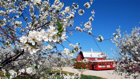 Door County's cherry blossoms put on a dazzling display every spring