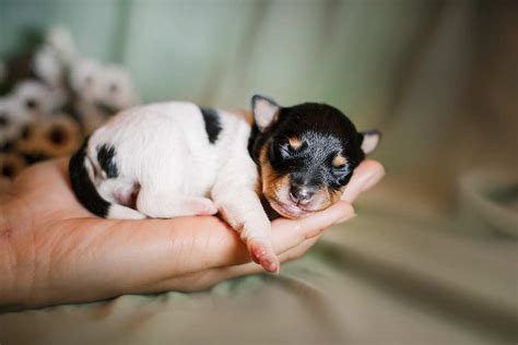 Meet the Toy Fox Terrier!