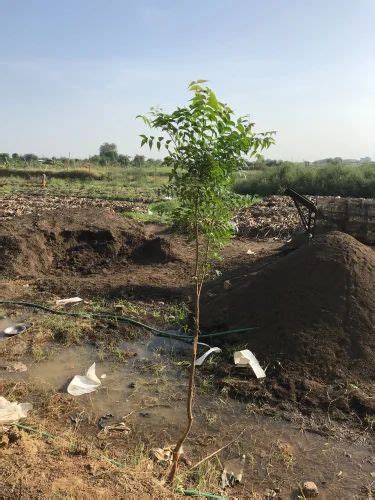 Green Shaded Tree Neem Plants For Plantation at Rs 20/piece in Ghaziabad | ID: 24953204462