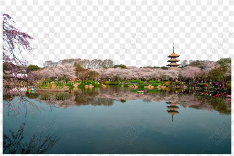 Wuhan East Lake Cherry Blossom Garden, Lake, East, Blossom PNG Picture ...