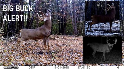 BIG 14pt. Whitetail Deer Buck: Trail Cam Videos (5 Clips!) - YouTube