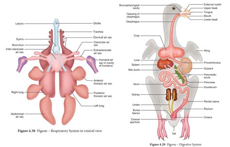 Anatomy of Pigeon: Endoskeleton, Digestive, Respiratory, Circulatory ...