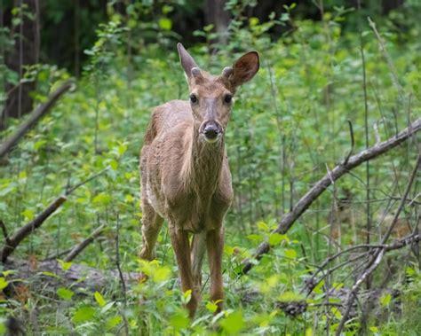 Blacktail Deer Stock Photos, Images and Backgrounds for Free Download