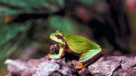 Pine Barrens Tree Frog 101: New Jersey's Colorful Native