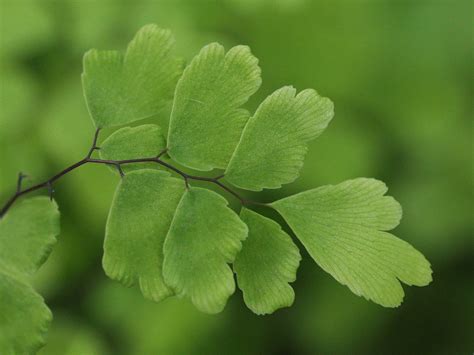 Maidenhair Fern by adszakacs on DeviantArt