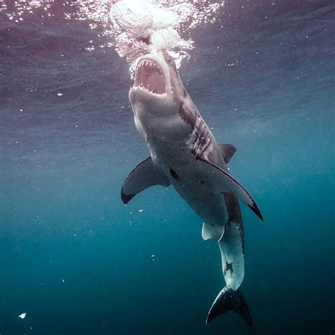 Great White Shark 3D, 4K | Canadian Museum of History